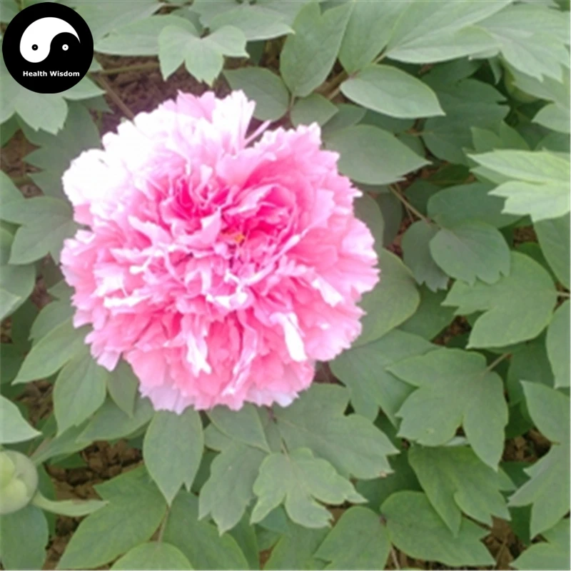 

Buy Peony Tree Semente 30pcs Plant Paeonia For Chinese Flower King Mu Dan