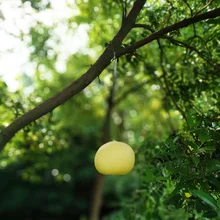 Творческий грейпфрут форма подвесные светильники современная мода IP44 сад Вилла Жилой проектор LED внешний