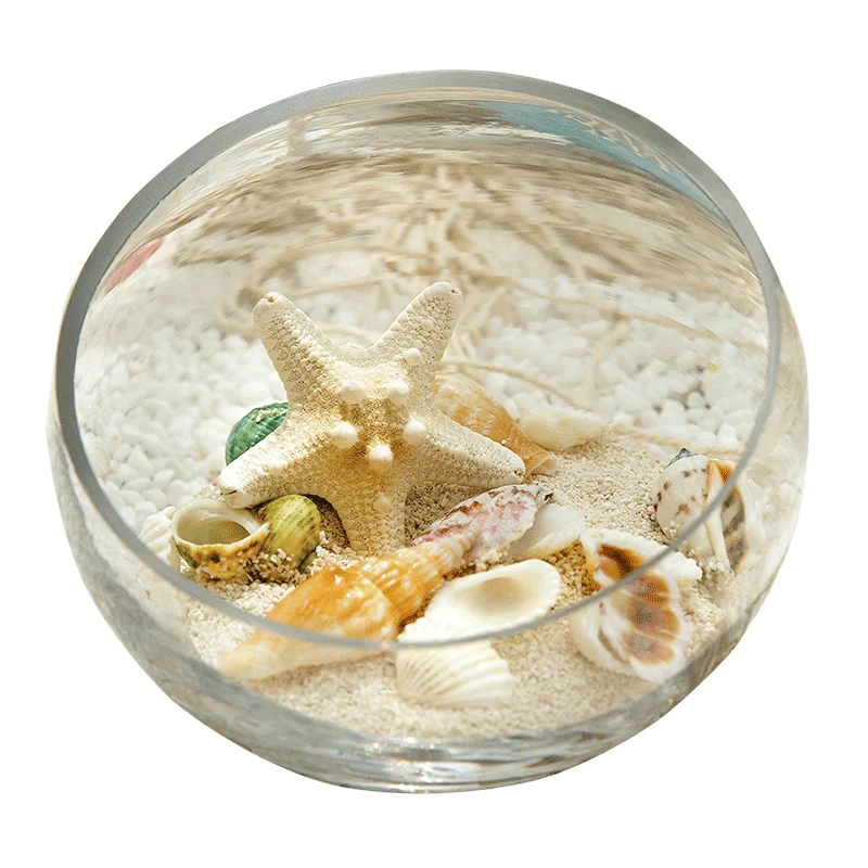 

Natural Snow Clam White Coconut Lion Shell Millet Snail White Conch Shell Starfish Fish Tank Landscaping Micro-landscape Crafts