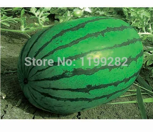 

Promotion! Precocious big fruit type - Chenglong R688 - Watermelon sweet melon fruit plants * Free Shipping