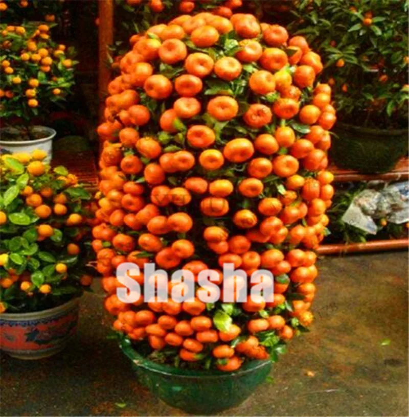50 Pcs Citrus Reticulata Orange plant Dwarf Bonsai Mandarin Orange plant Edible Sweet Citrus Fruit Tree For Home Garden