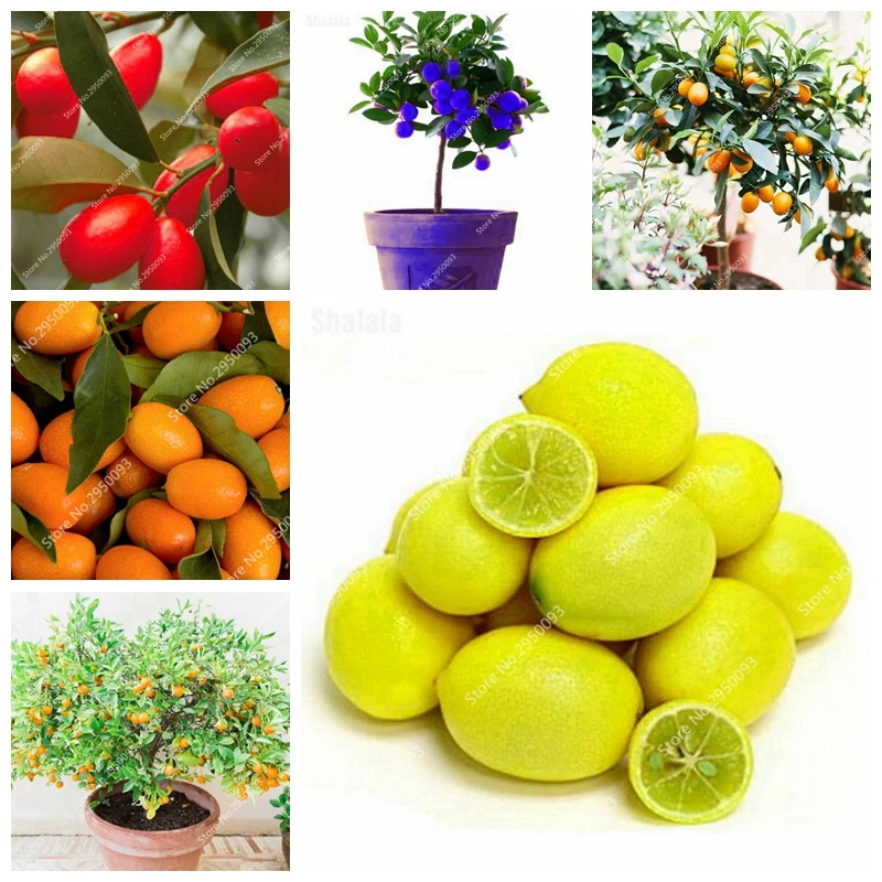 

30 Pcs Bonsai Orange Mini Balcony Patio Potted China Climbing Plants Perennial Tree Fresh Tasty Juicy Fruit Kumquat Easy Grow