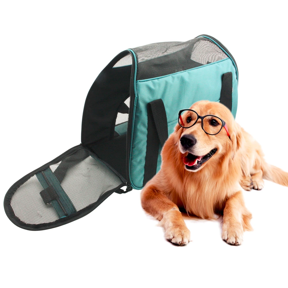 leather lead and collar