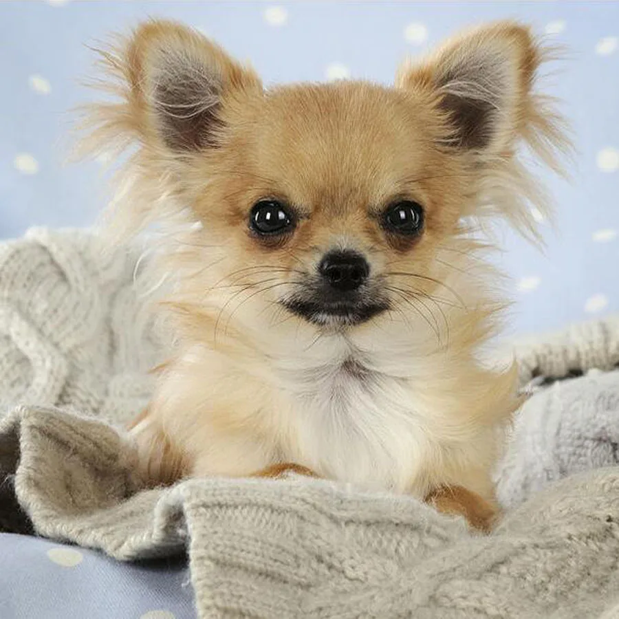 5d diy diamond mosaic chihuahua cute dog sale diamond painting cross stitch kits 3d embroidery full rhinestone home decoration