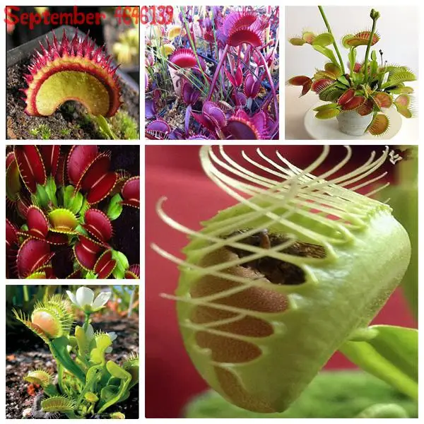 

Big Promotion!100 pcs Potted Insectivorous Plant bonsai Dionaea Muscipula Giant Clip Venus Flytrap bonsai Free Shipping