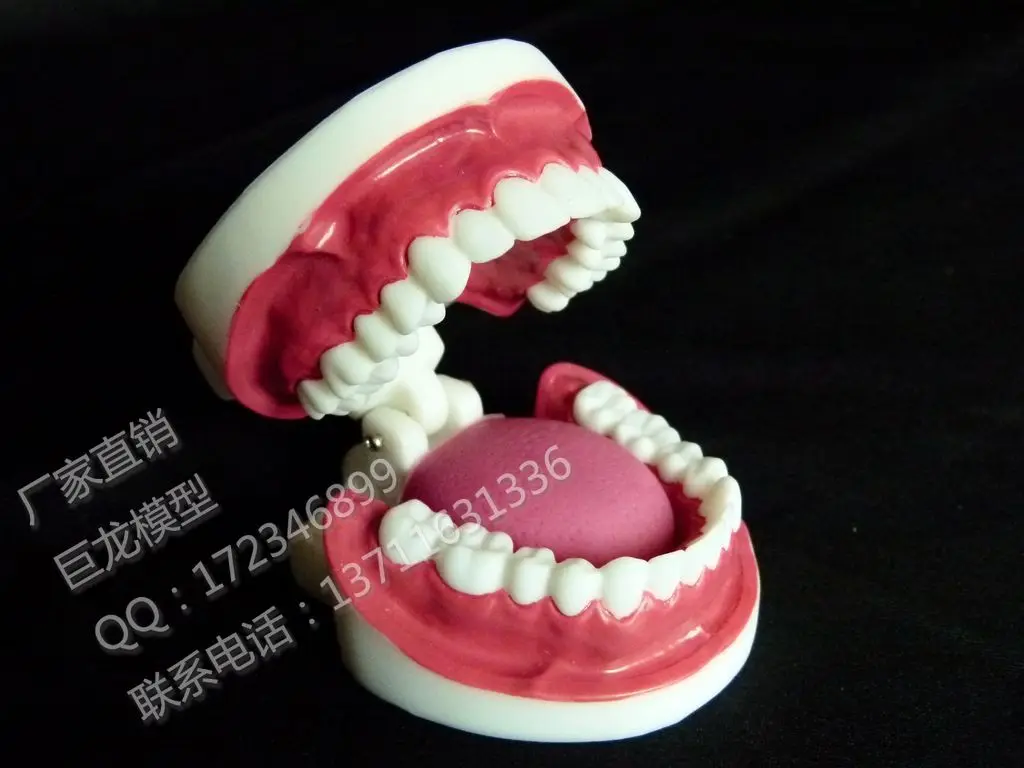 

free shipping tooth model Oral dental model ml full mouth dental model teeth model