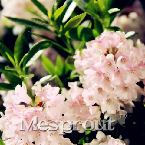 

100pcs Rare Hododendron Micranthum Flower Bonsai, Rhododendron Bonsai plants for home garden Bonsai Plant Flower