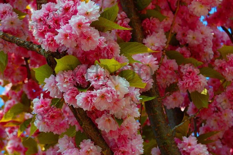 Genuine!Bonsai Tree Japanese Sakura plant Rare Japanese Cherry Blossoms