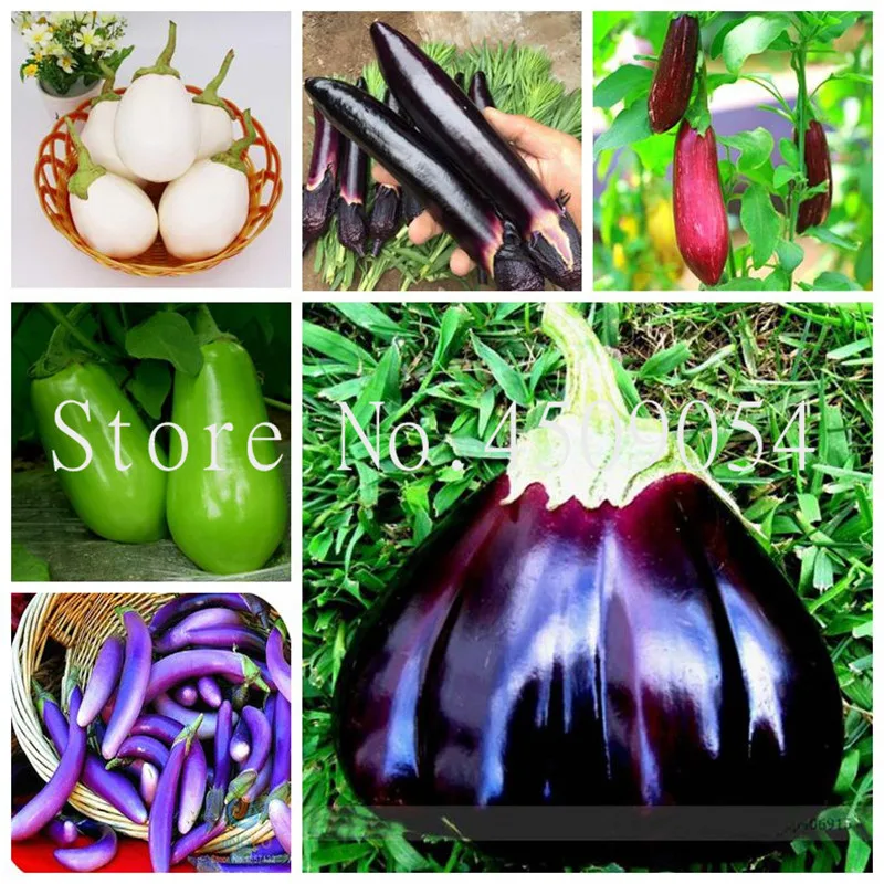 

Sale! 200 pcs Giant eggplant bonsai - Organic Russian Heirloom Vegetable flores Non-GMO plants for home & garden easy to plant