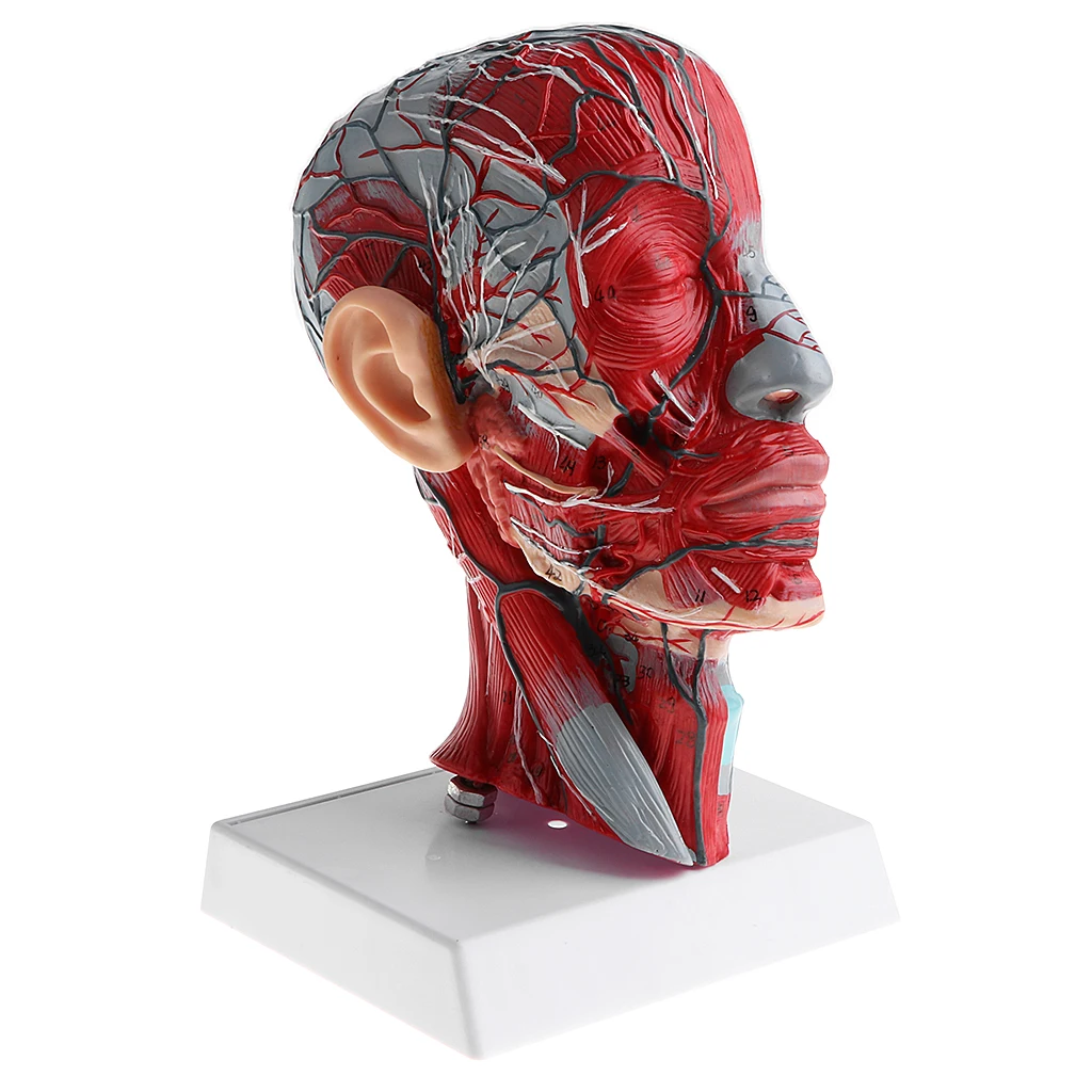 Sagittal Plane 1:1 Human Head Skeleton with Neck Vessel Nerve Arteries Veins Model Lab Supplies Science Toy