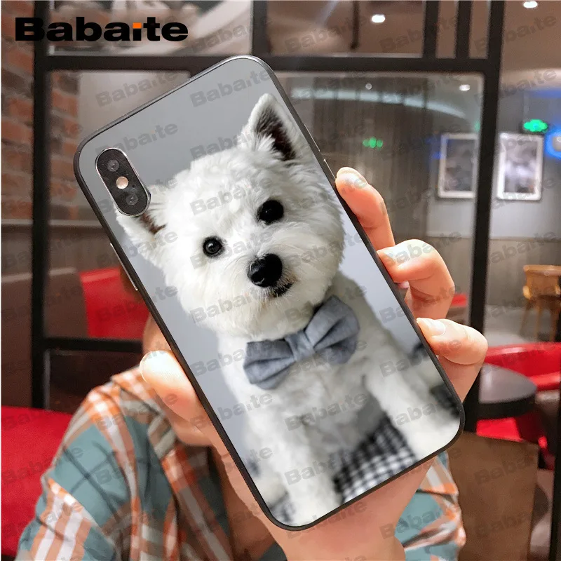 Westie dog