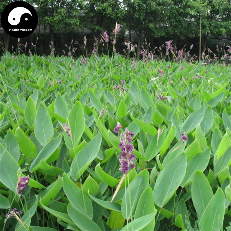 

Buy Thalia Dealbata Semente 100pcs Plant Thalia Dealbata Flower For Zai Li Hua