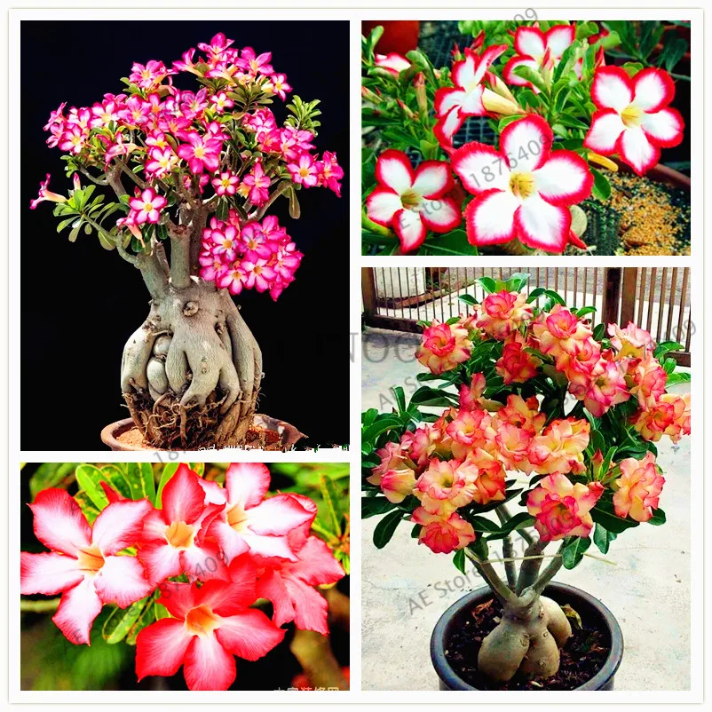 Семена Адениума Микс Купить Почтой России