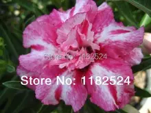 20 семена — свежий редкие » Rongarune » Adenium Obesum семена — бонсай семена