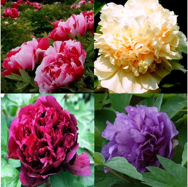 peony seeds, potted seed, peony flower seed, variety complete 10pcs/lot