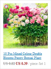 40 шт./пакет японский клён бонсай ботанический сад лесной цветок, растение, свадебная брошь, Семья садовые декоративные растения горшок для посадки