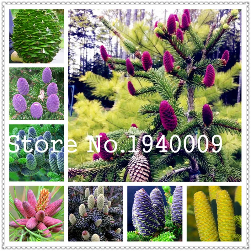 Korean Fir Abies Koreana Bonsai Flower Bonsai Plant DIY Home Garden