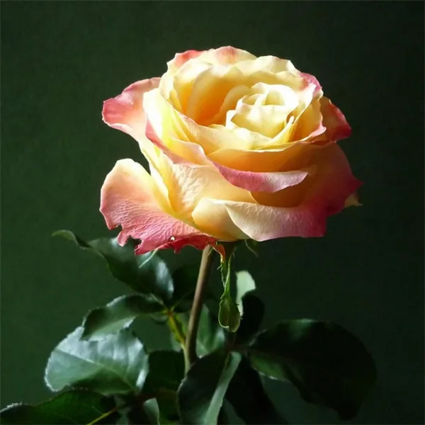 Swept Away Rose flowers the same color as Fire & Ice,Beautiful DIY Home Garden bonsai Flower 100pcs Swept Away Rose flowers the same color as Fire & Ice,Beautiful DIY Home Garden bonsai Flower 100pcs