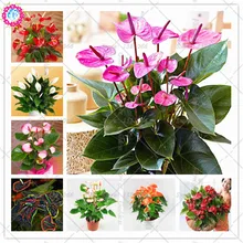 BONSAI 100pcs/bag Flower Plants Anthurium Andraeanu Plants Balcony Potted Diy Plant Anthurium Bonsai for Home Garden Decoation