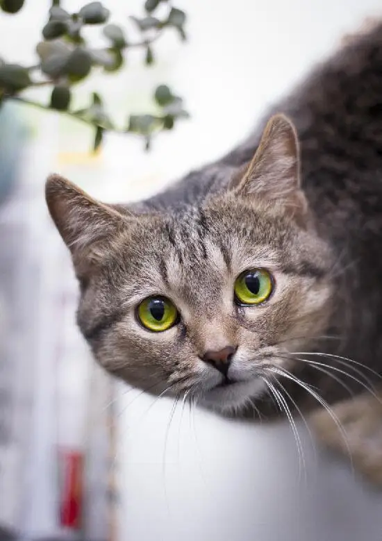 удивленный взгляд кота. пикси боб. см кошек. см кошек. хитрая кошачья морда.