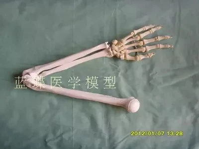

Natural adult upper limb model left arm PVC material free shopping