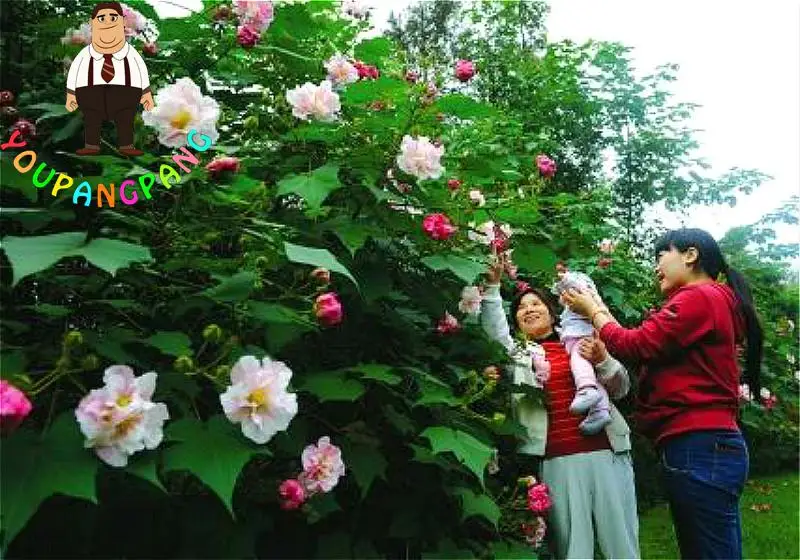 

200pcs/bag Hibiscus plants Bonsai Plants Flower plants For Home Garden * Jardin Pots Planter Giant Tree bonsai Rapid Growth Seme