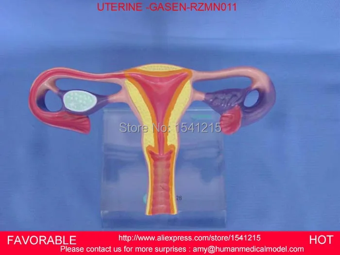 2 Part Uterus Ovary Anatomical Model Anatomy Crosssection