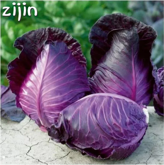 

100pcs Early purple cabbage bonsai selling vegetable plants for home garden