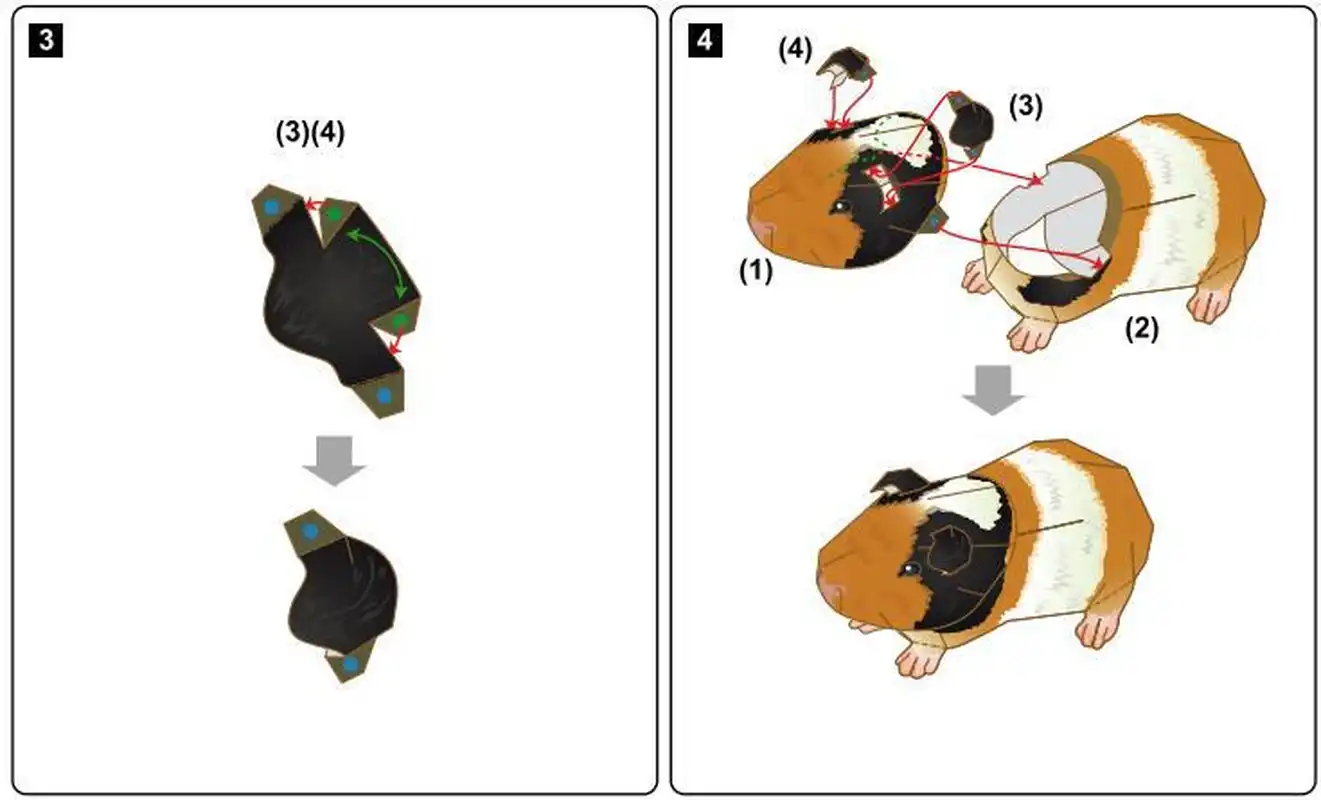 Схема морской свинки. Паперкрафт морская Свинка. Поделка морская Свинка из бумаги. Морская Свинка из бумаги схема. Как сделать морскую свинку из бумаги.