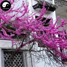 Купить Cercis Chinensis дерево Semente 200 шт. завод Бауайния Zi Jing цветок дерево