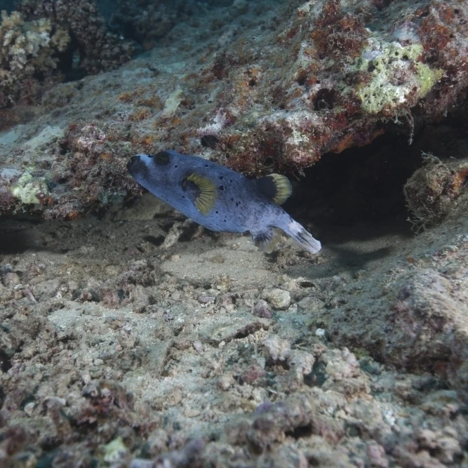 Blackspotted puffer  Fiji Poster Print (34 x 22)