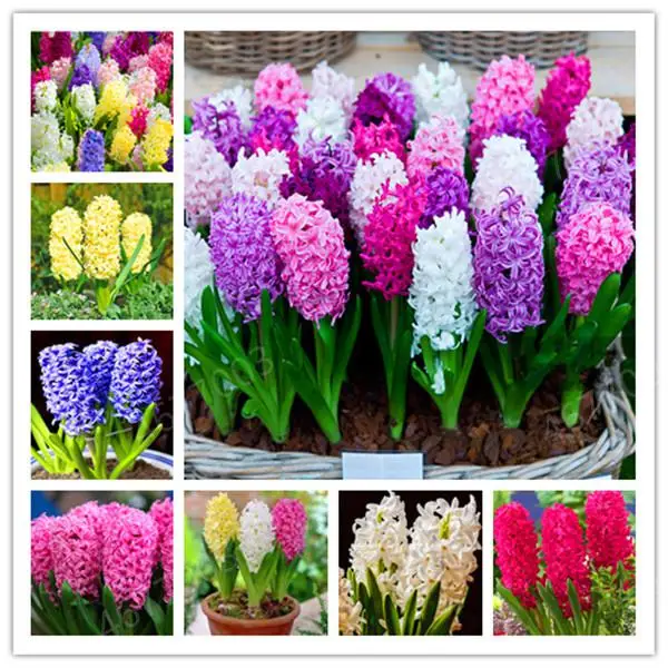 

100/pcs Hyacinth Bonsai, Perennial Hyacinth potted flower, Indoor Plant Easy Grow In Pots, Bonsai plant flower for home garden