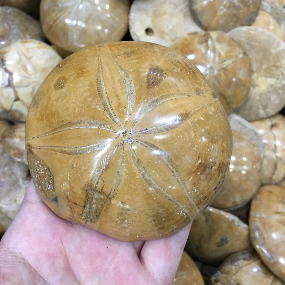 

1kg Wholesale Natural semicircle Yellow striped sea star Mineral specimens for gifts