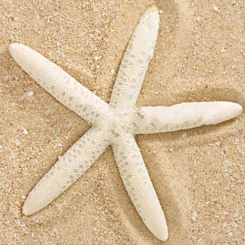 12pcs White Natural Finger Starfish Craft Decoration Natural Sea Star DIY for Beach Cottage Wedding Decor 7-11cm