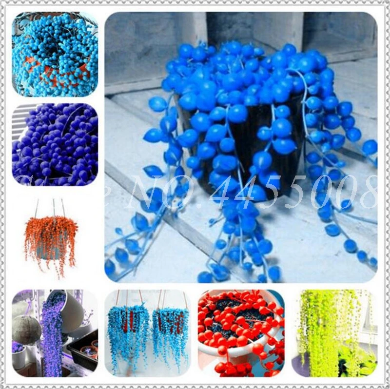 

Rounded Bead Pearl Chlorophytum Hanging Bonsai Plants Home Garden Supplies 100 Pcs / Bag Radiation Protection for Flower Pot