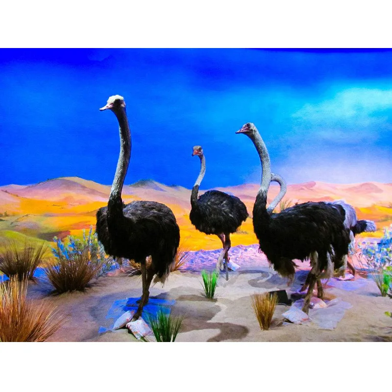 TOUOILP-Full-Square-Round-Drill-5D-DIY-Diamond-Painting-Animal-ostrich-3D-Embroidery-Cross-Stitch-Mosaic