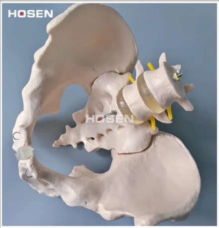 Life-Size Pelvis With 2pcs Lumbar Vertebrae,Natural Big Pelvic Model of the Lumbar Spine,Medical,hip bone, sacrum with coccyx
