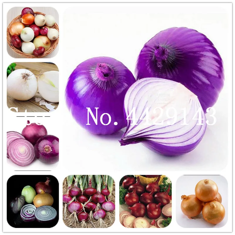 

100 Pcs Giant Onion Bonsai, Onion Shallot, Organic Heirloom Fruit Vegetable Non-Gmo Plant, Bonsai Potted Plants for Home Garden