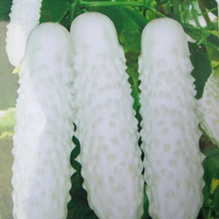 Cucumber Hot selling 30 seeds fruit cucumber ,Cuke , Green,white, red, Cucumber Seeds