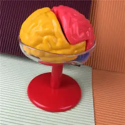 ПВХ фигурка модель игрушки мозг простая сборка