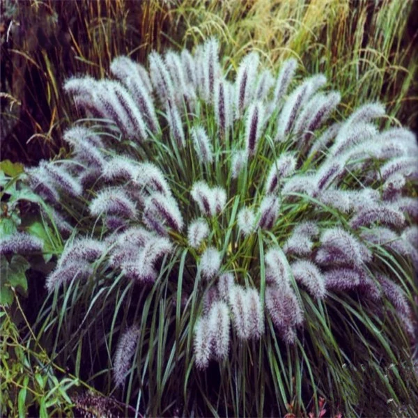 

Pennisetum Chinese Spice Herbal Suit All Type of Soils Herb Flowering plant 50pcs
