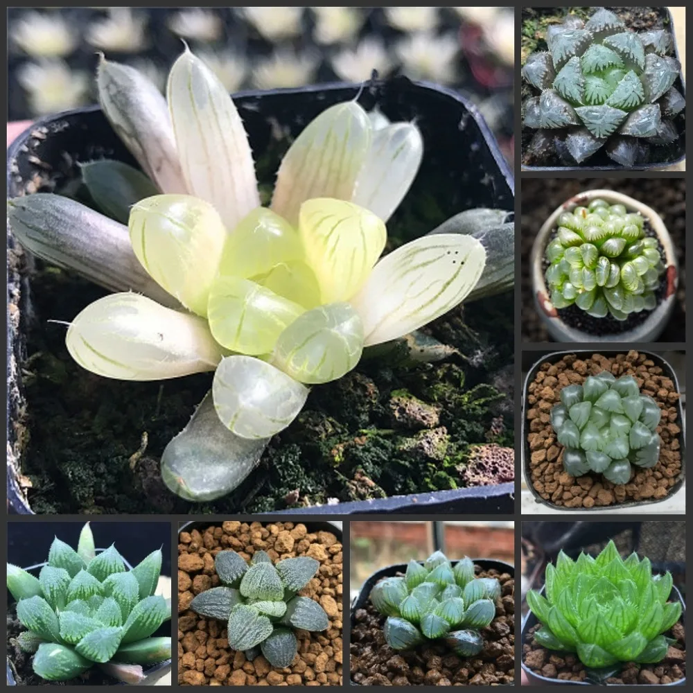 

100pcs Fresh Real Haworthia cooperi Baker - Yulu - Bonsai Succulent flower Plant Semillas sementes (Z1-25)