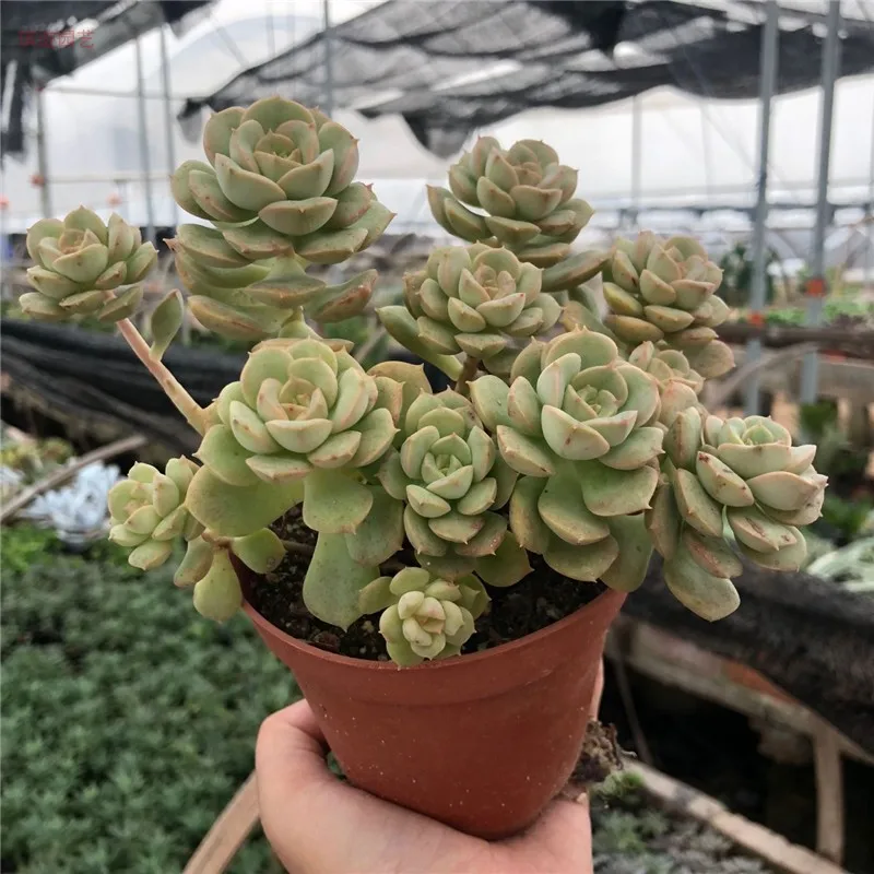 Кластер живой суккулент "Echeveria" Nicksana "variegated" суккулентные черенки
