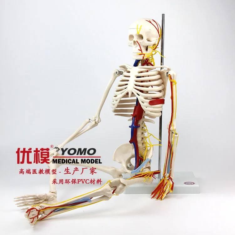

Medical human skeletal heart vascular nerve model 85cm free shipping