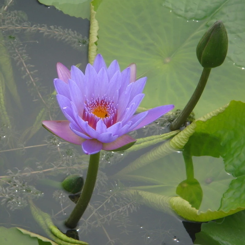 

20 / Pack, Purple Nymphaea Caerulea Asian Water Lily Pad Flower Pond