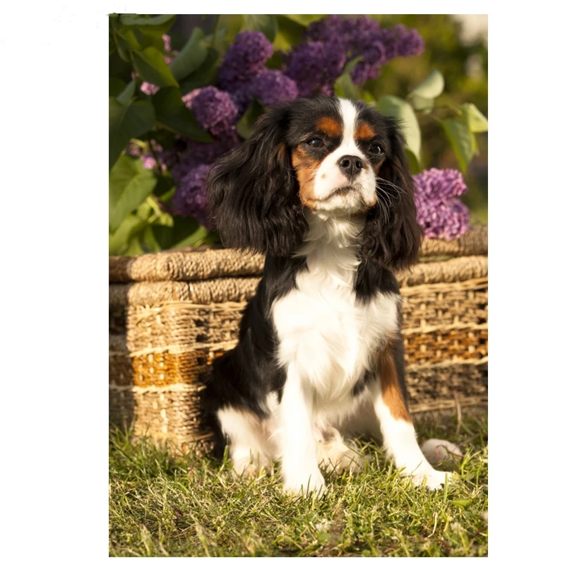 Cavalier King Charles Spaniel_