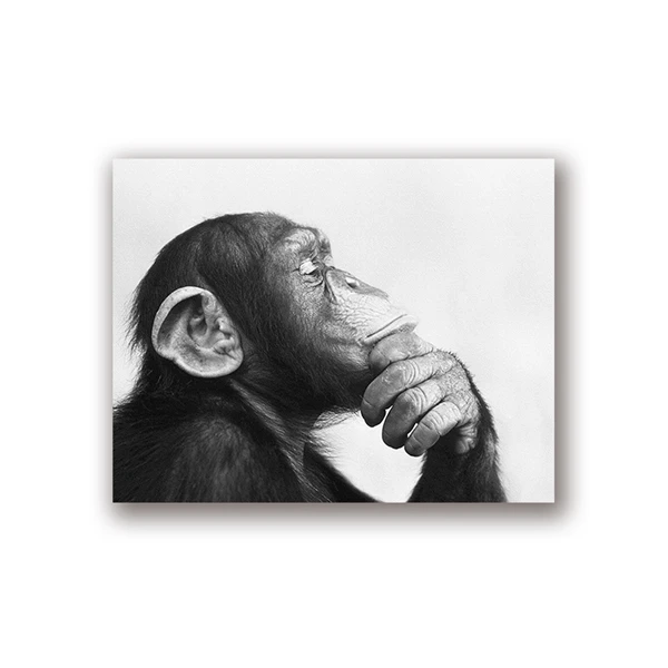 Monkey Black and White Photo Canvas Poster Print Home Wall Art Painting