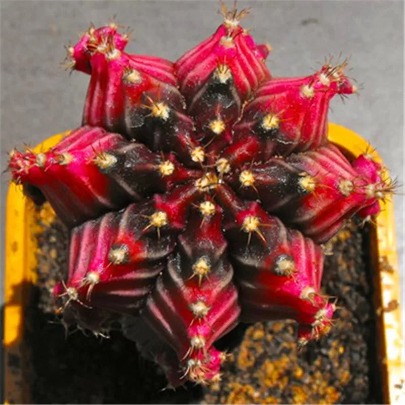 e1f338b2497884deca266f2172d298fc