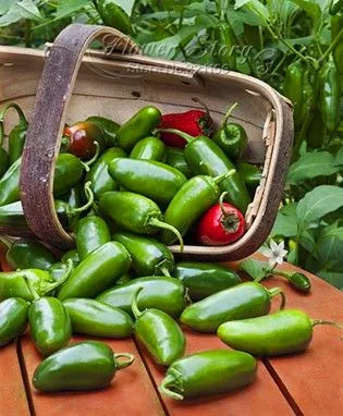 Free Shipping,100 Jalapeno Chile Pepper Fast Growing Diy Home Garden Bonsai Fruit Vegetable Plant, Most Popular Pepper Free Shipping,100 Jalapeno Chile Pepper Fast Growing Diy Home Garden Bonsai Fruit Vegetable Plant, Most Popular Pepper
