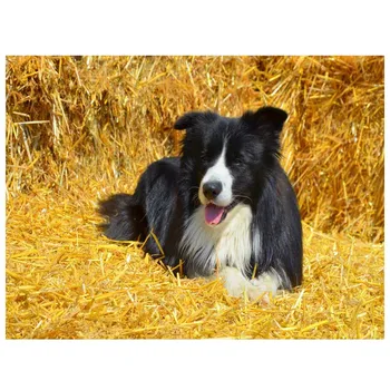 

5D DIY square/round Diamond Painting Border collie dog Cross Stitch Diamond Embroidery Pattern Rhinestone Home Decor J1164